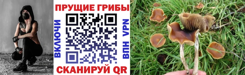 цены   Алдан  блэк спрут рабочий сайт  Галлюциногенные грибы Cubensis 
